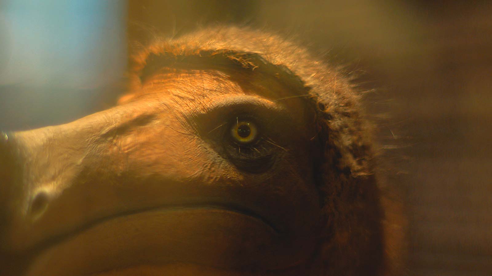 LITTLE, BIG, AND FAR a Film by Jem Cohen | Little Magnet Films, Vienna